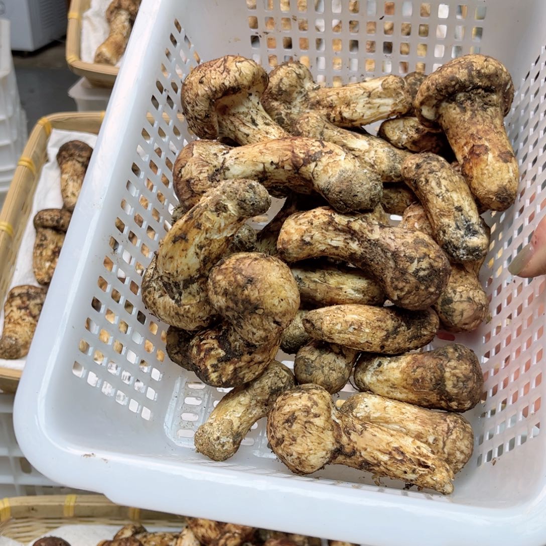 香格里拉鲜松茸中国大陆1.3斤通拍规格，直播间截图