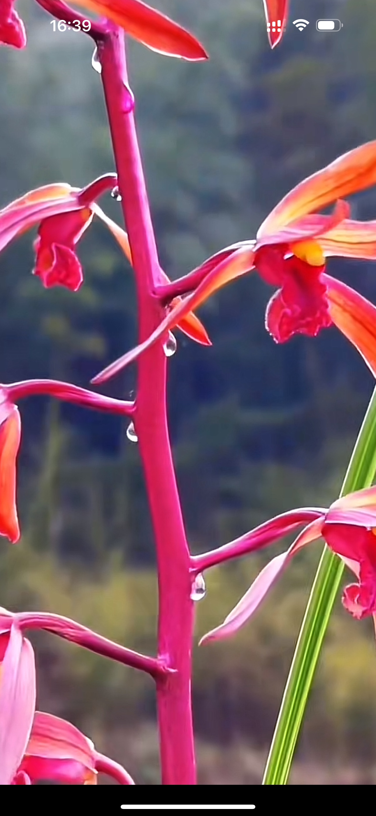 直播间各大兰花名品一物一拍(si拍无效)