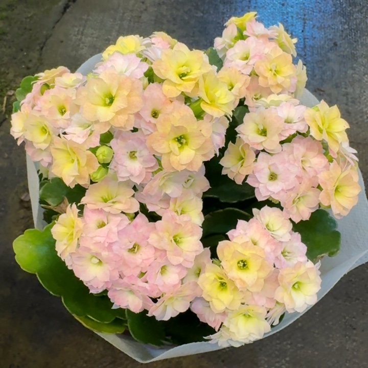 110规格长寿花彩虹糖