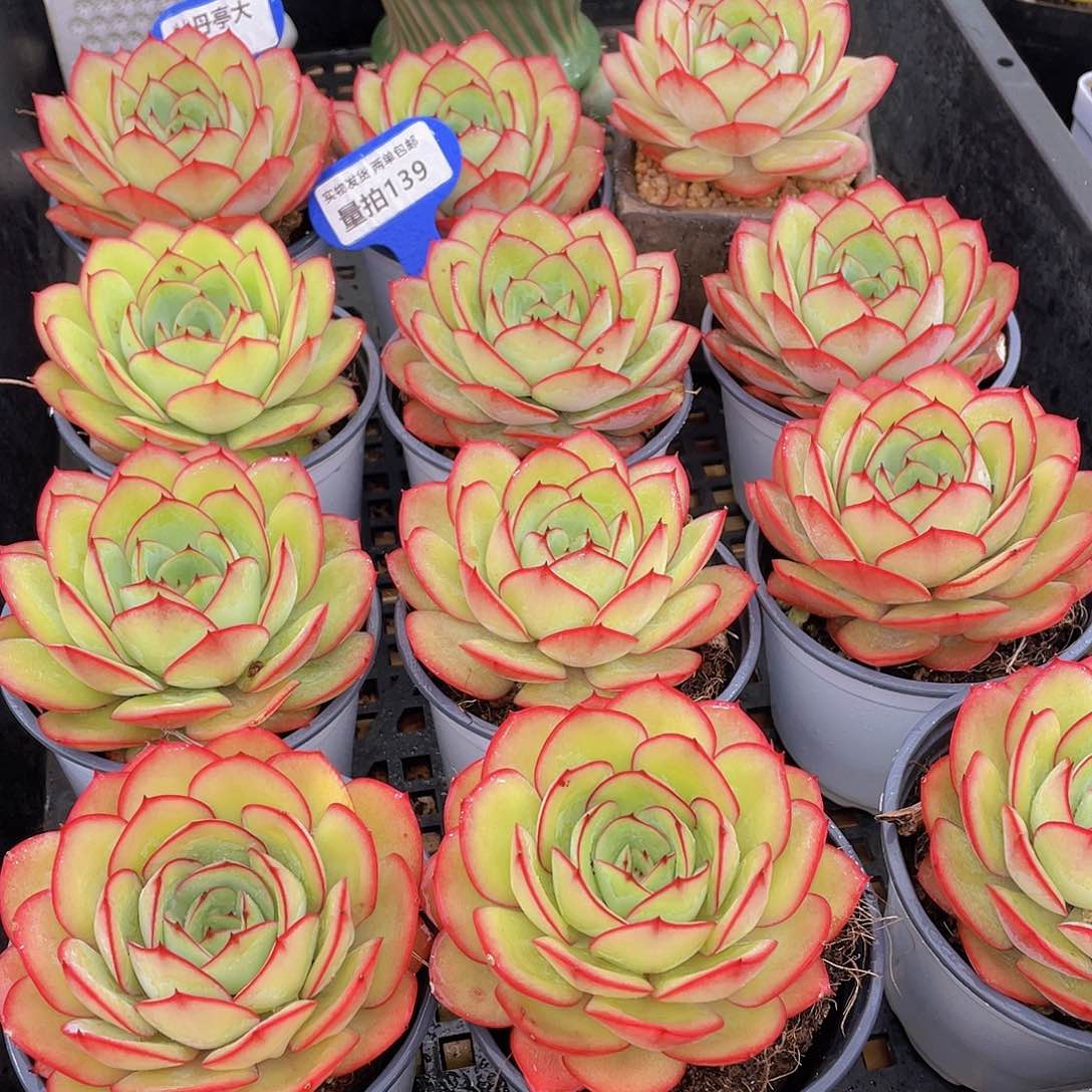 量拍139号 牡丹亭大单头一个