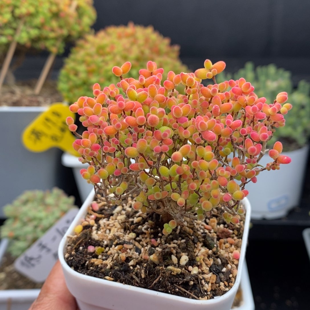 无花朵27号蜜橘糖球（直杆）