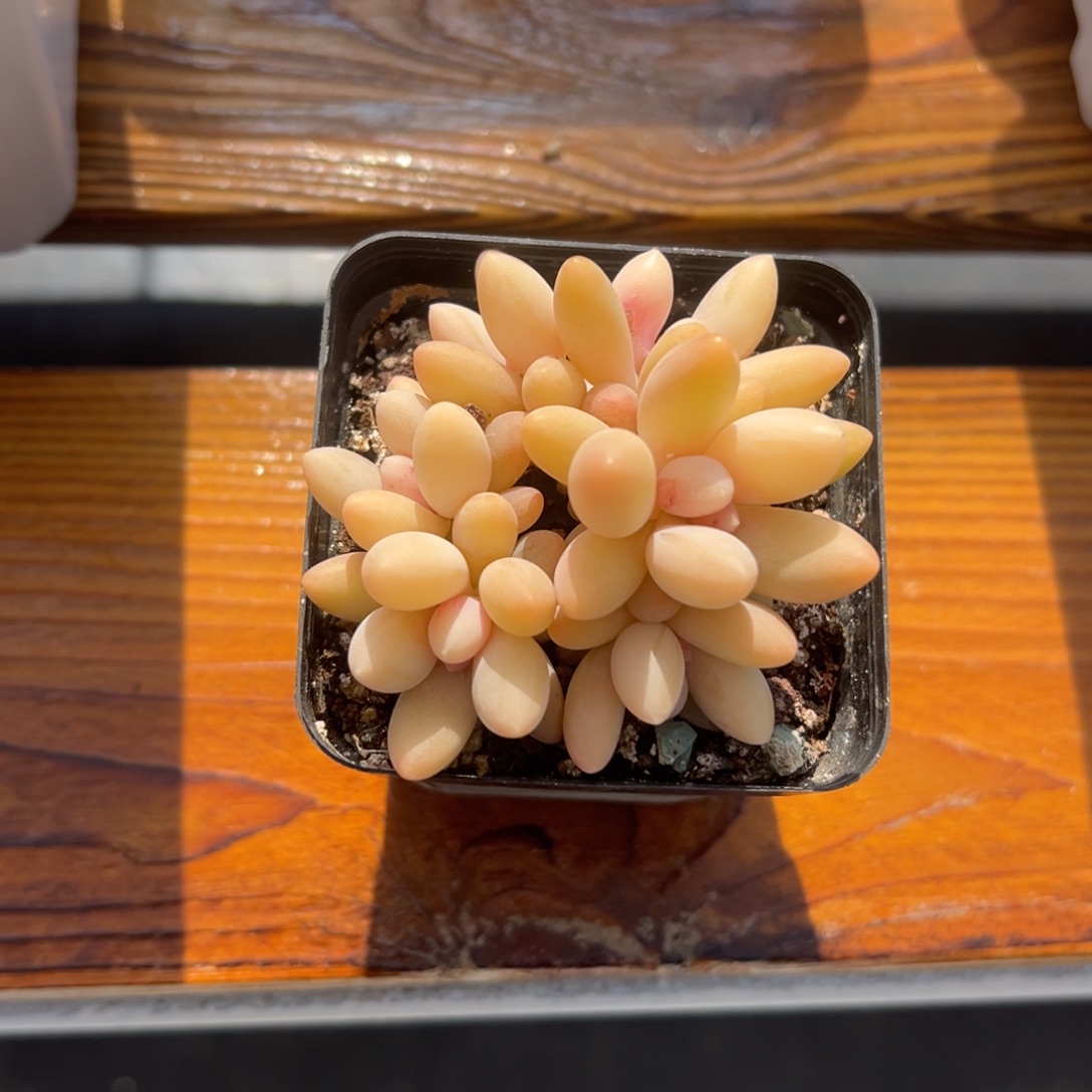 张张精品多肉白兰地