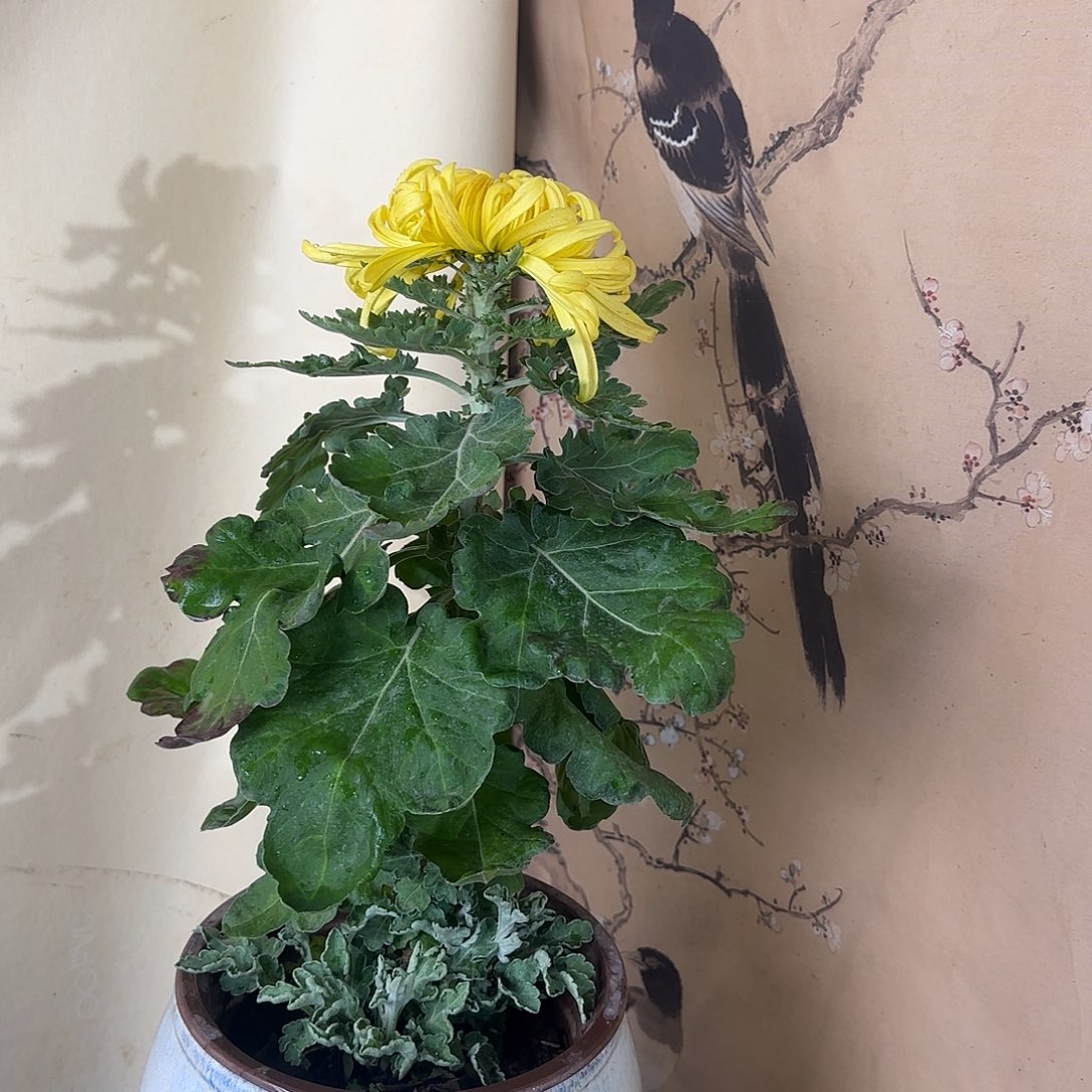 全部花朵G66666666