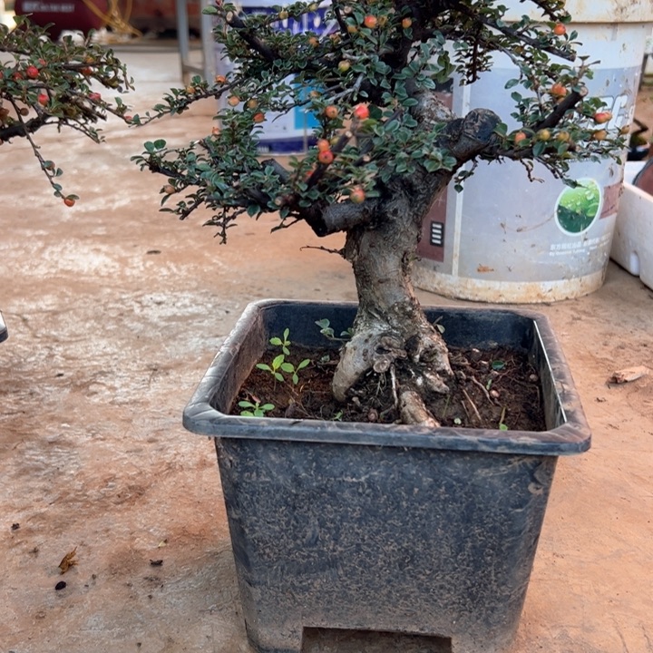 幽***野无花朵云南高山白花荀子