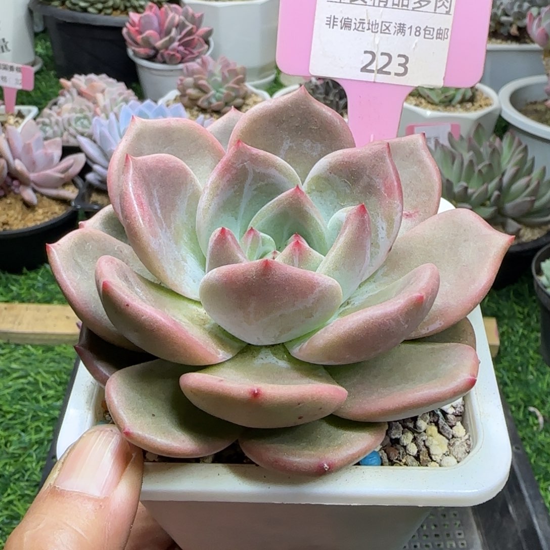 锦安精品多肉植物223