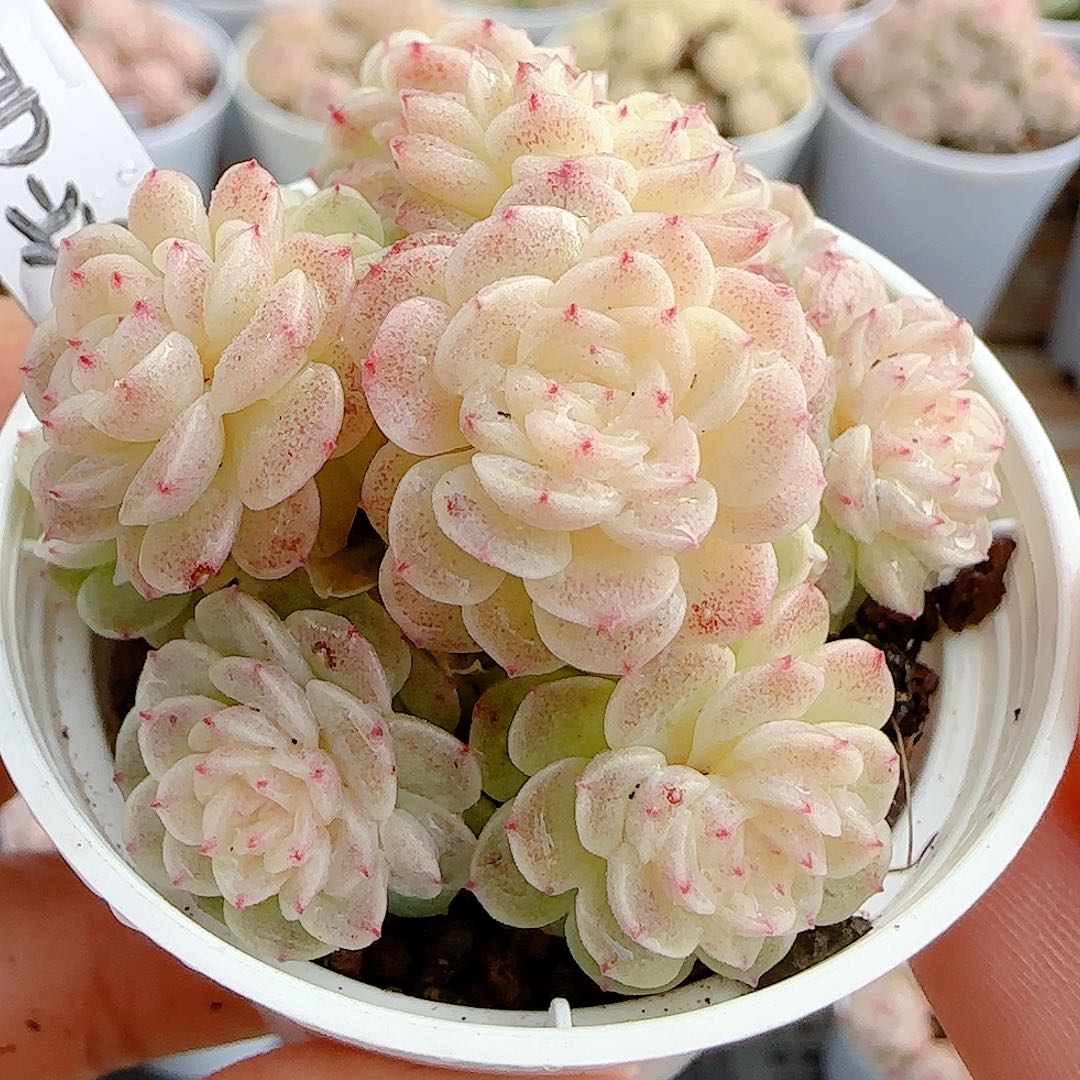 1214-14（ttp-229）优选