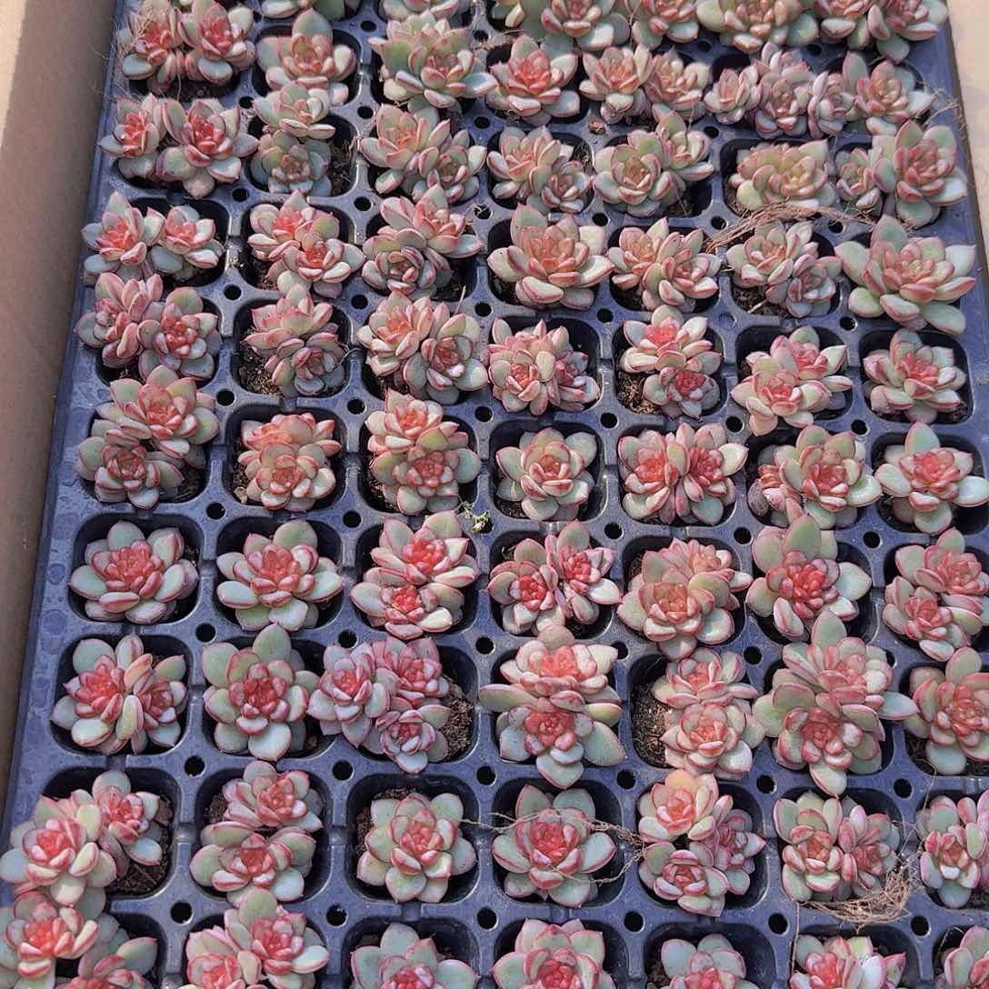 肉酱玫瑰105颗带拖地