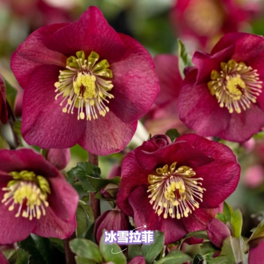 两加仑铁筷子圣诞玫瑰盆栽花卉冬春开花观花植物一物一拍只包开箱