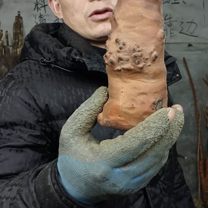 稳定木用****1贵州檬子木   铁马鞭   根艺  半成品