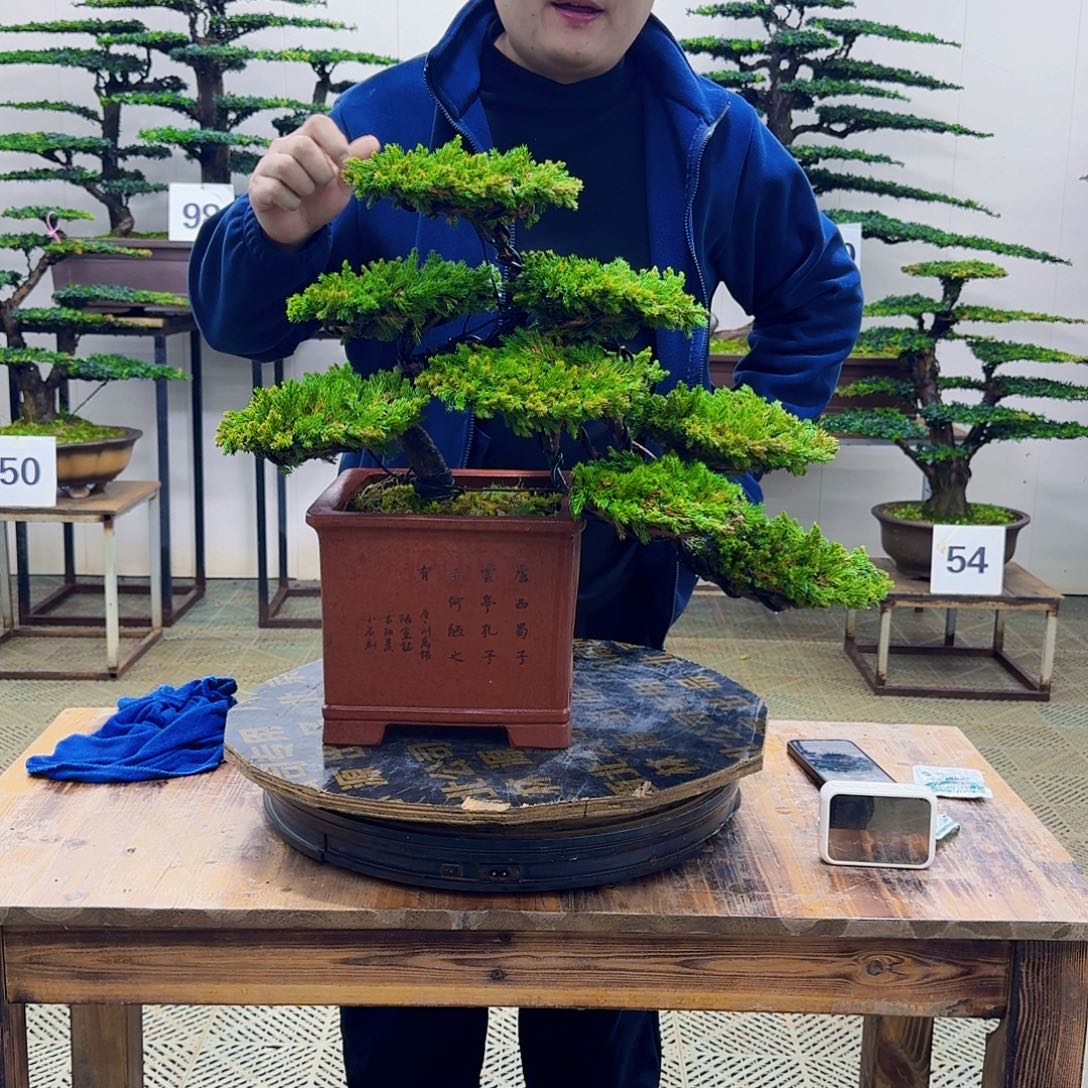 无花朵柏树造型盆景