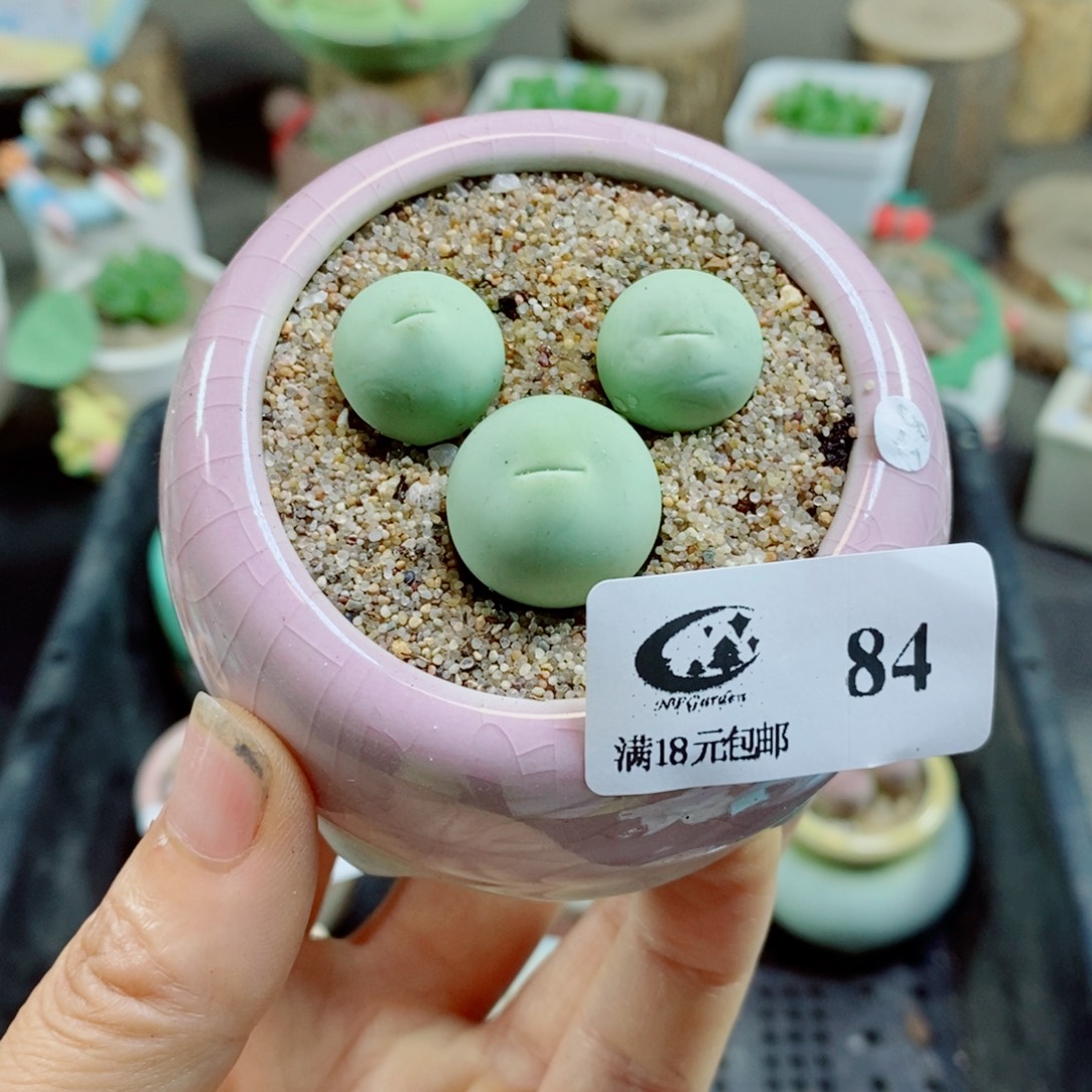 生石花花花花花花花花84