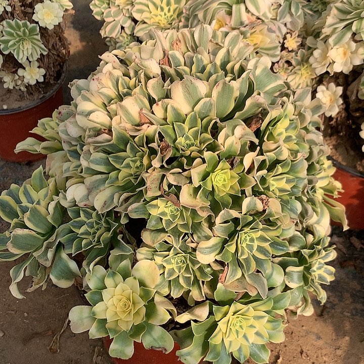 多肉植物绿豆莎22