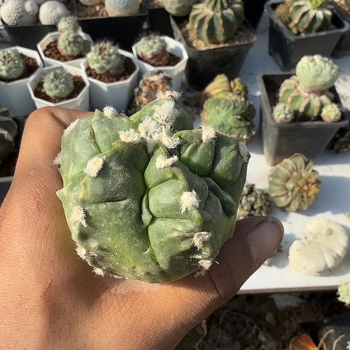 龟甲核桃鸾凤玉麻将