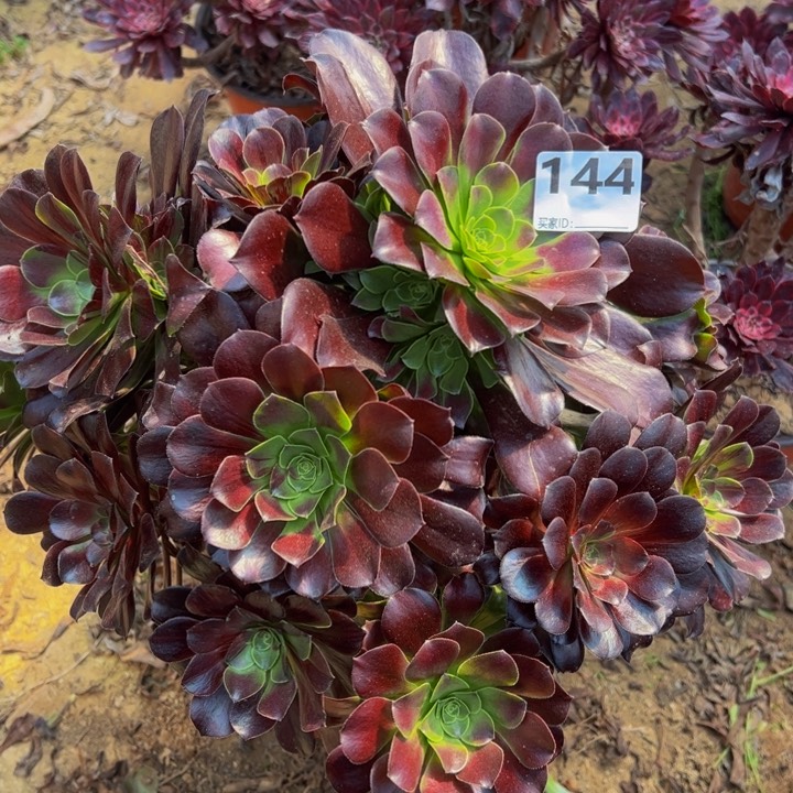 欧子多肉植物144