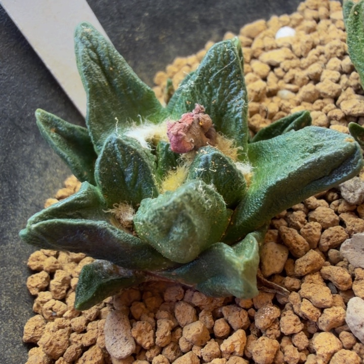 巴索的矮大肥厚宽短皱龙