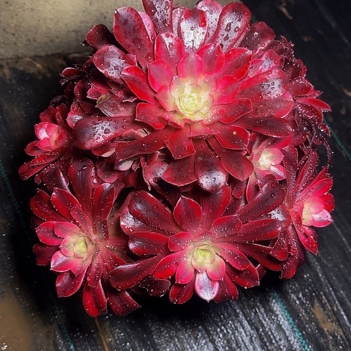 美杜莎美杜莎法师02