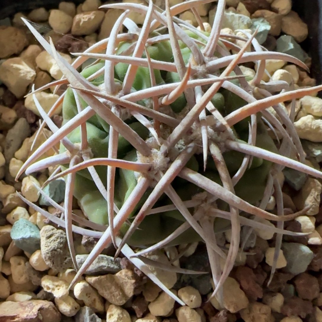 大***亮0502实生碧岩玉多肉