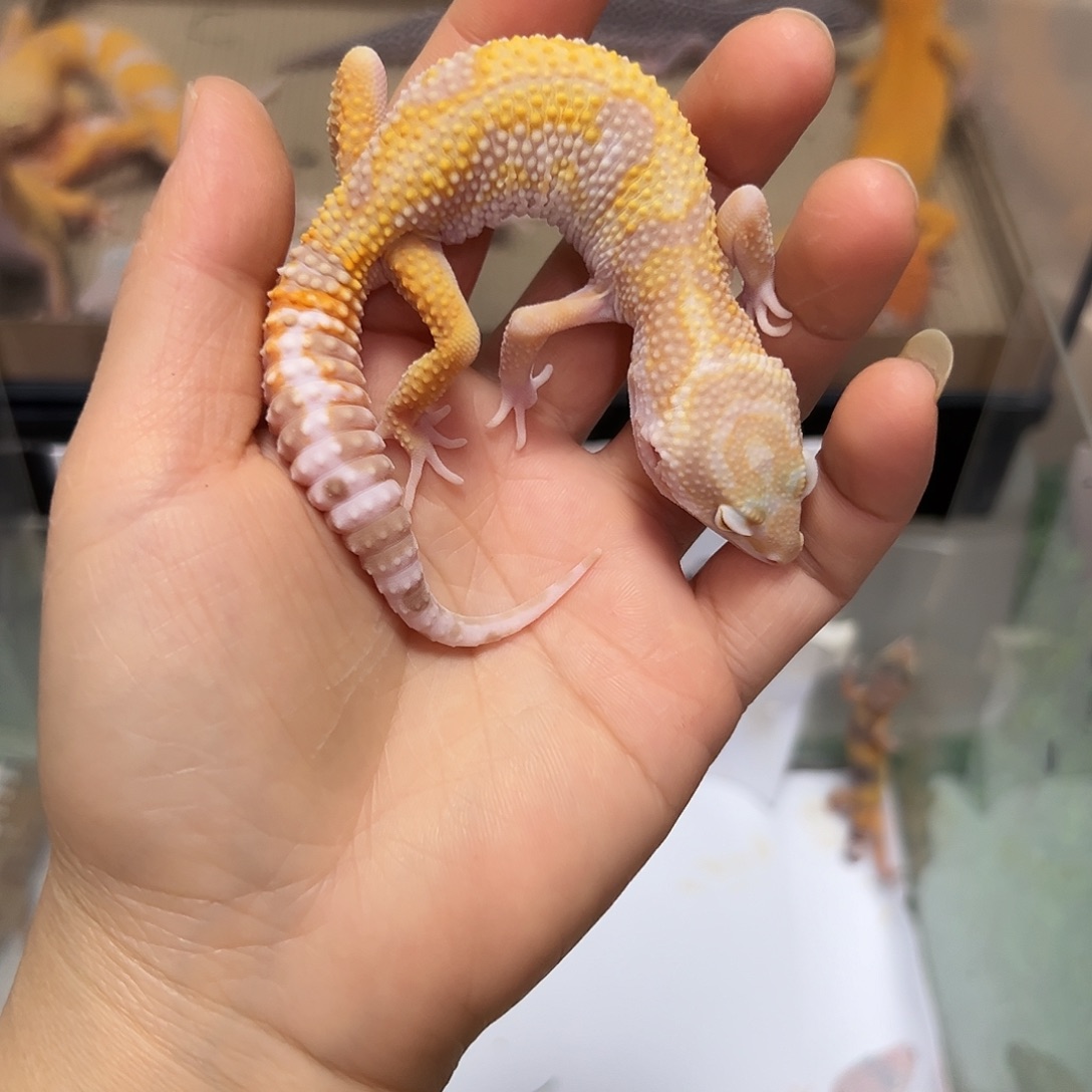 豹纹守宫豹纹守宫