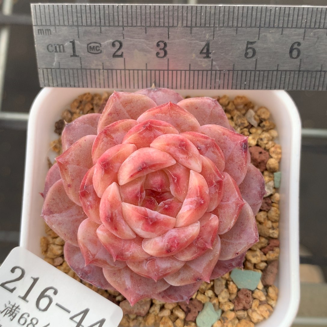 44。冰糖雪梨。满六八包邮。