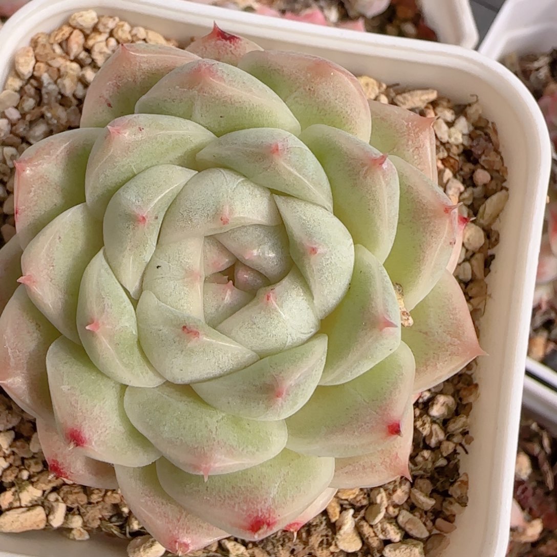 花语多肉1206-191