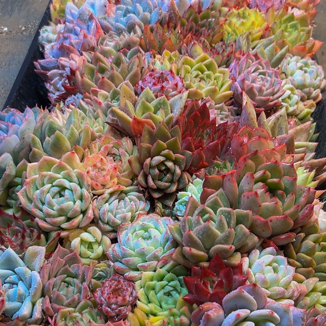 823多肉葡萄的价格是