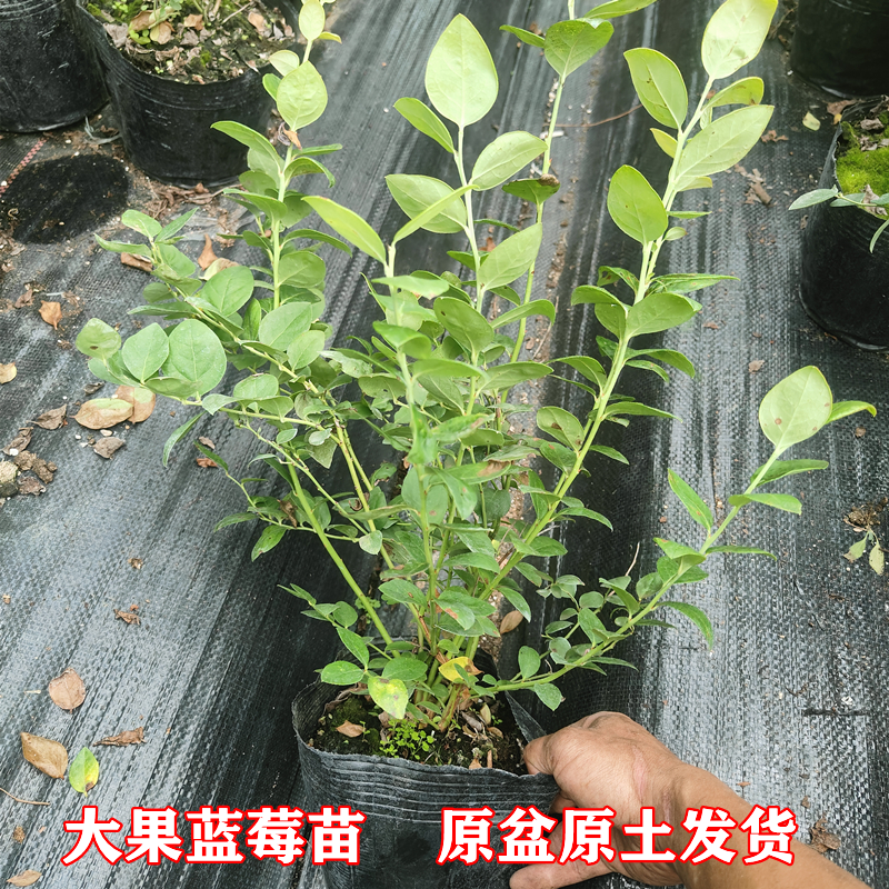 蓝莓树苗阳台盆栽庭院原盆原土带花苞当年结果特大F6花香蓝莓钵苗