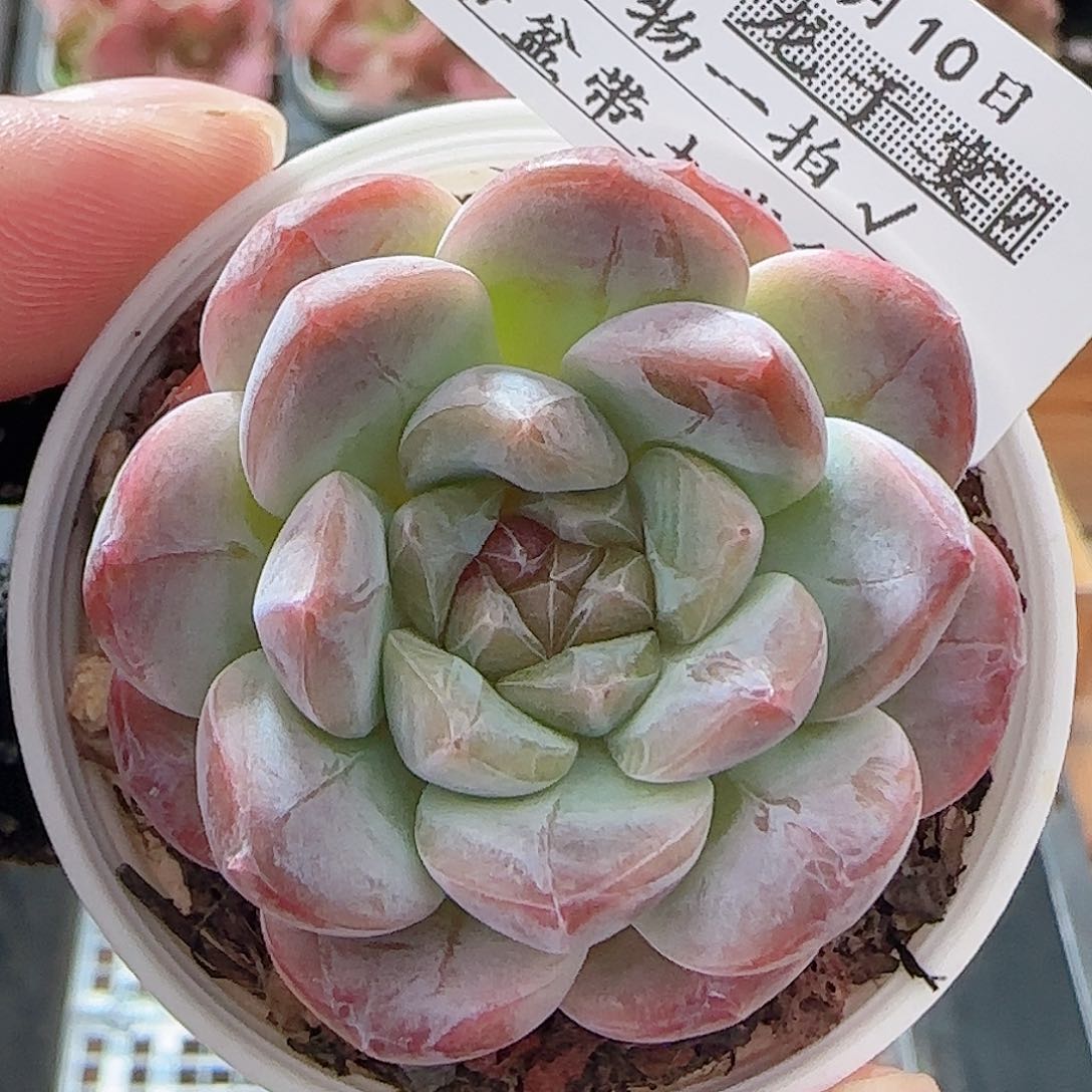 多肉0710-31糖心糖心