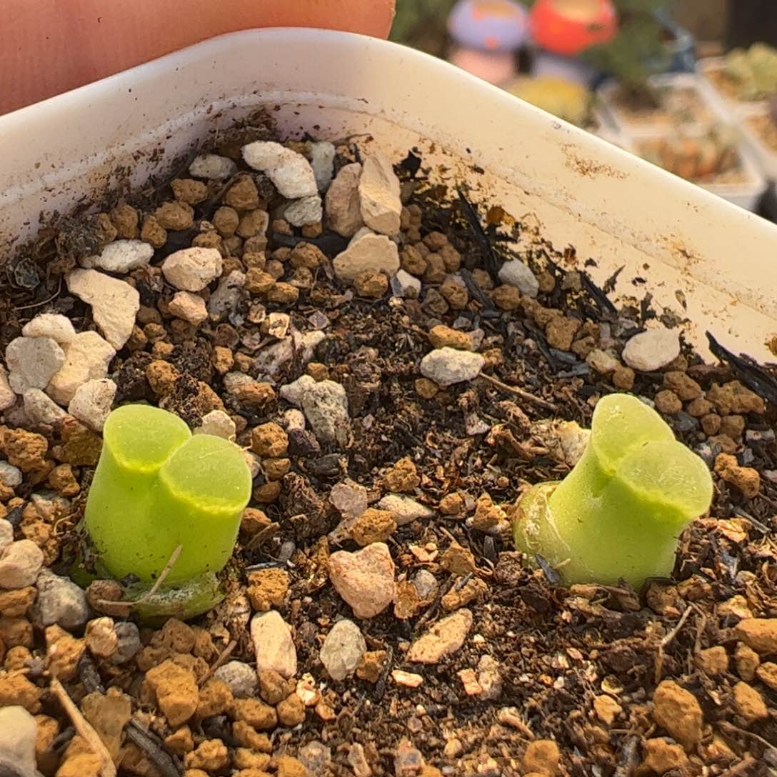 1802.8粉体极窗佛度2棵