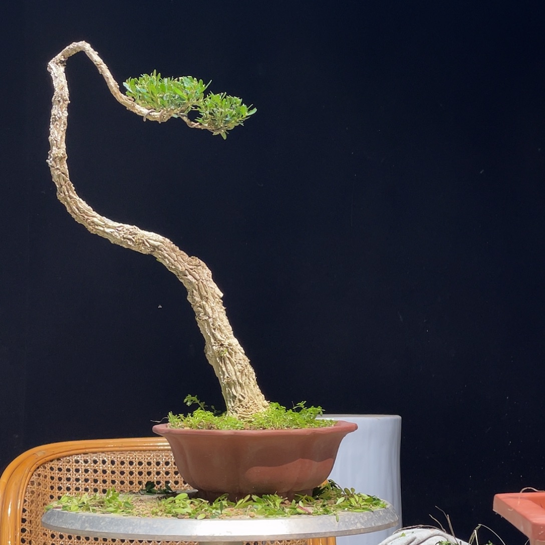 无花朵广东雀舌皱皮黄杨盆景