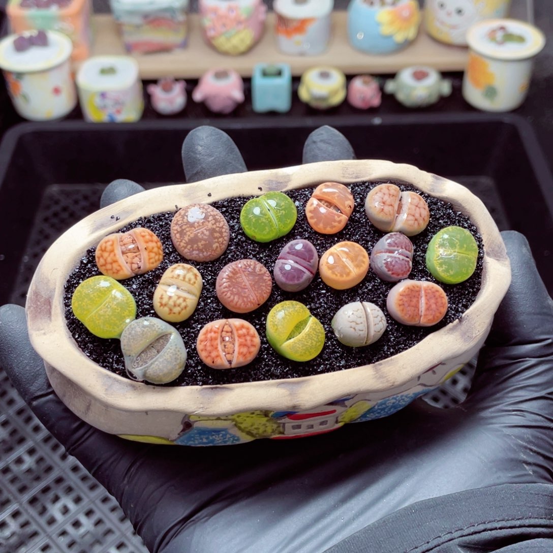 w1758--带盆土发货，零下地区拍保温箱