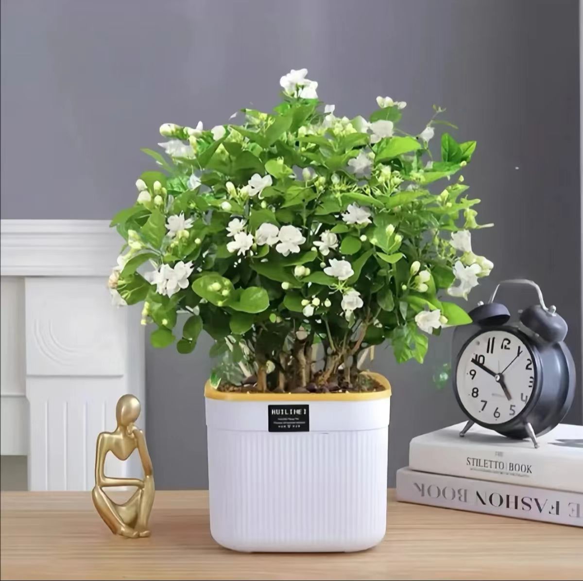 带花苞茉莉花苗盆栽室内驱蚊四季开花芳香好养活