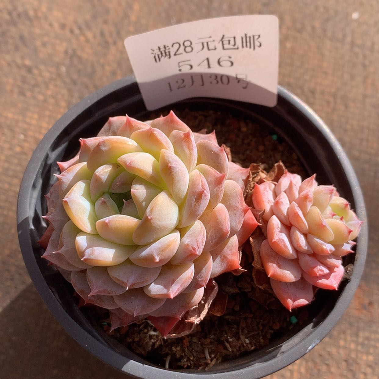 【闪购商品】云546