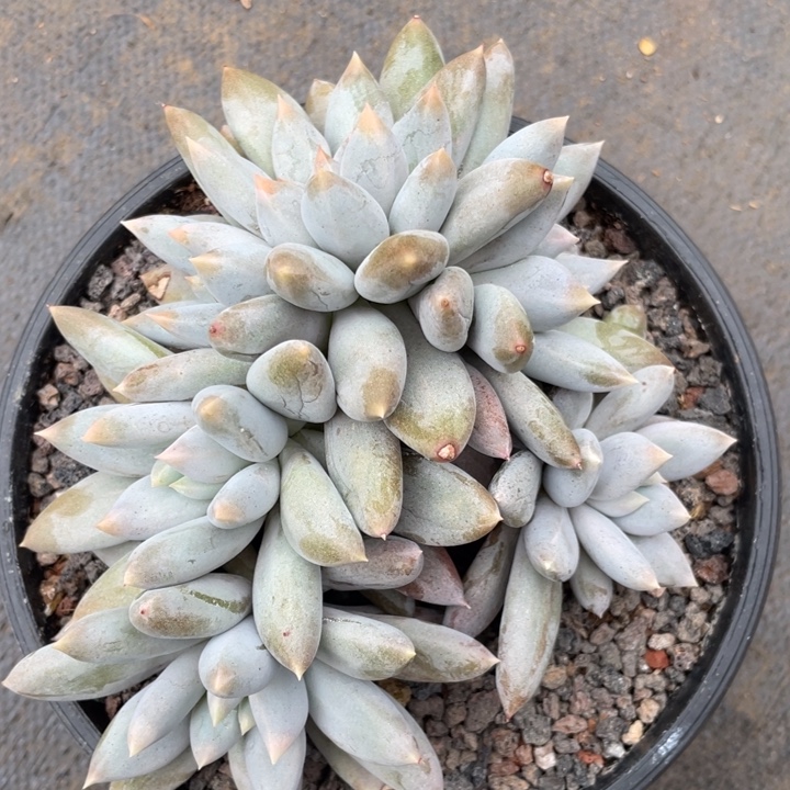 黄胖体哥特，5头带缀