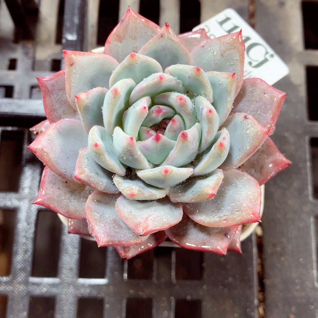 5厘米盆精控多肉114