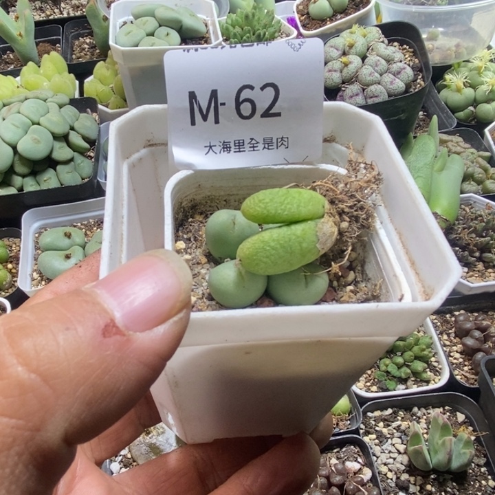 鹭***鹭55566966666999998