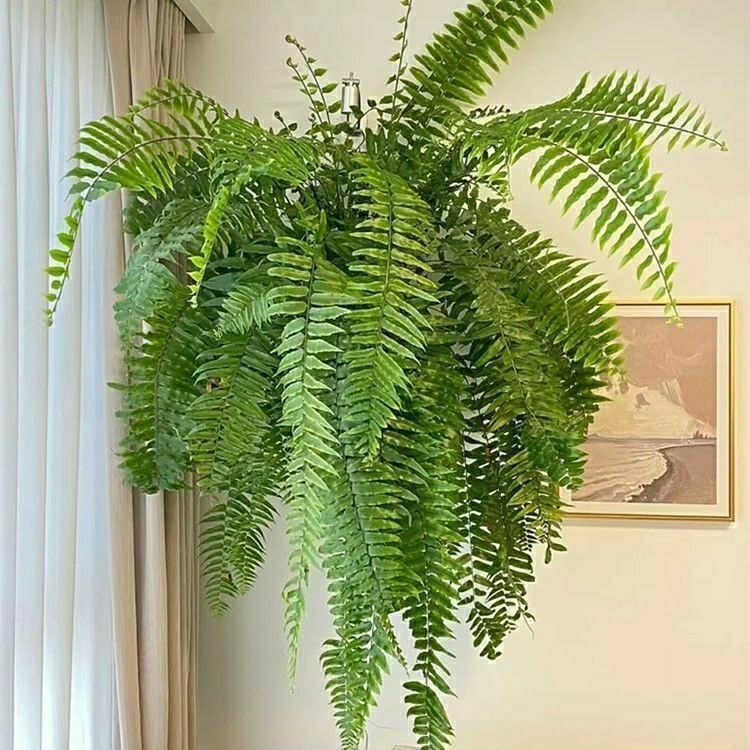 霸王蕨吊盆长叶肾蕨波斯顿大型绿植蕨类垂吊水培植物室内盆栽易活
