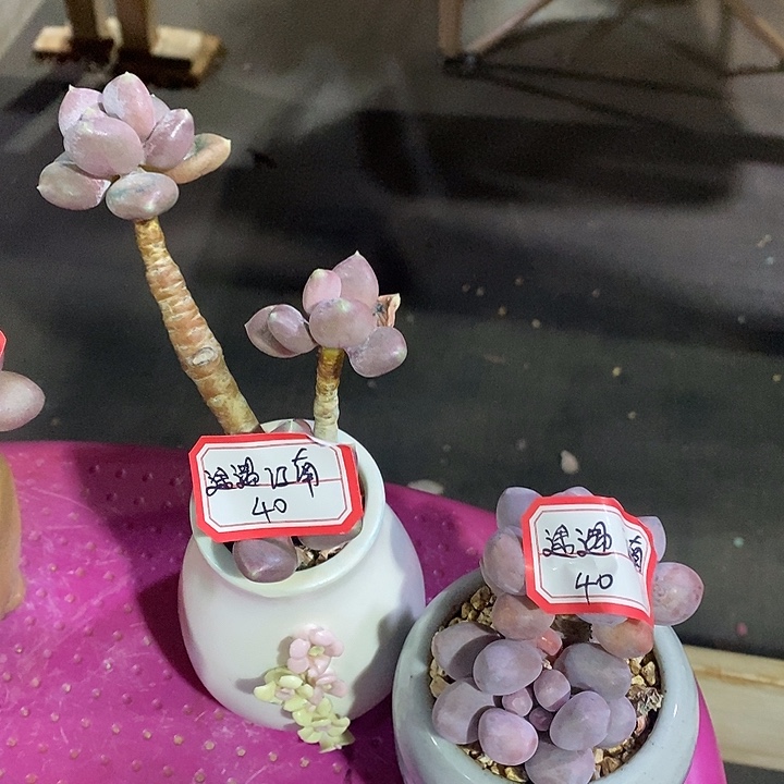 胭脂精品多肉奶系