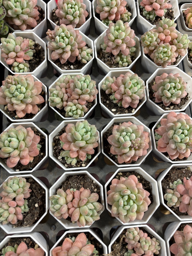 精品洛可可多肉植物