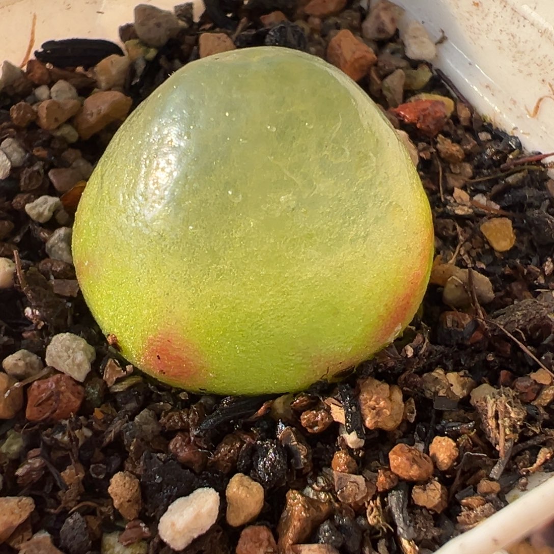 0152多肉植物种类多样