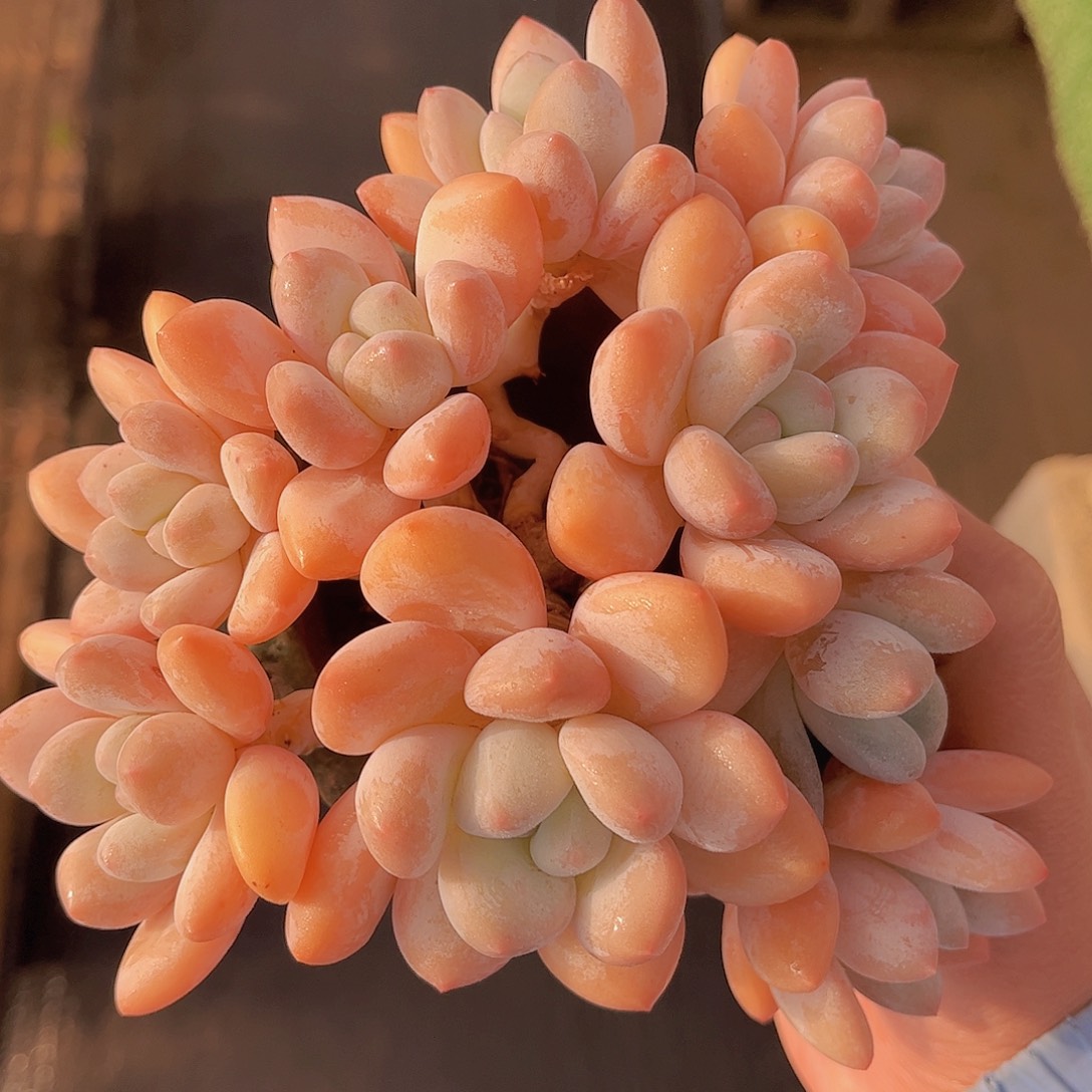 极品丸叶香水多肉