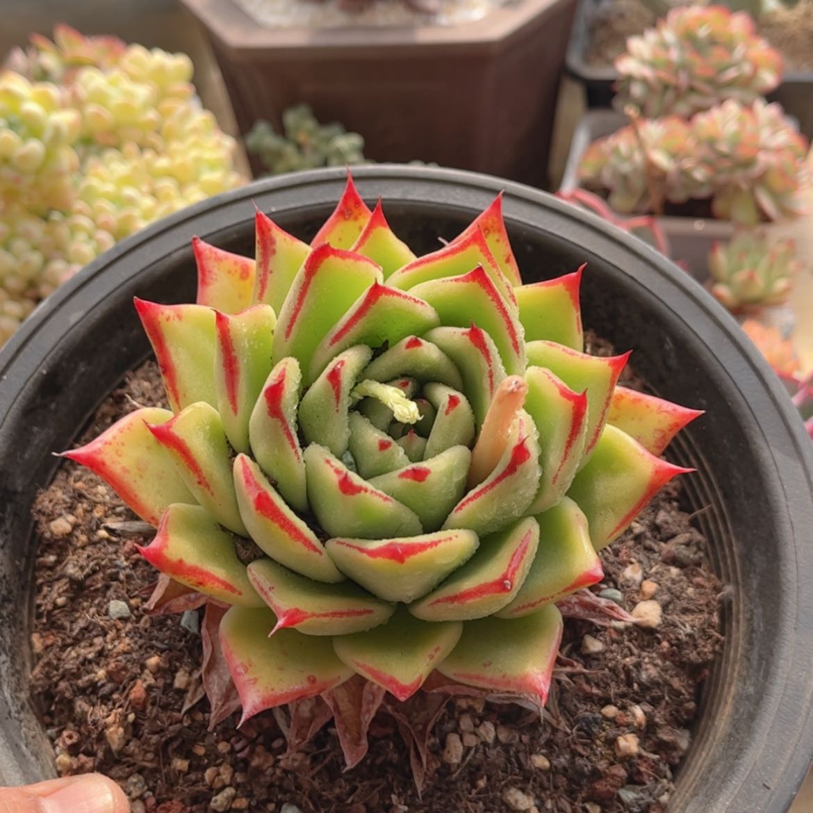【闪购商品】430口红
