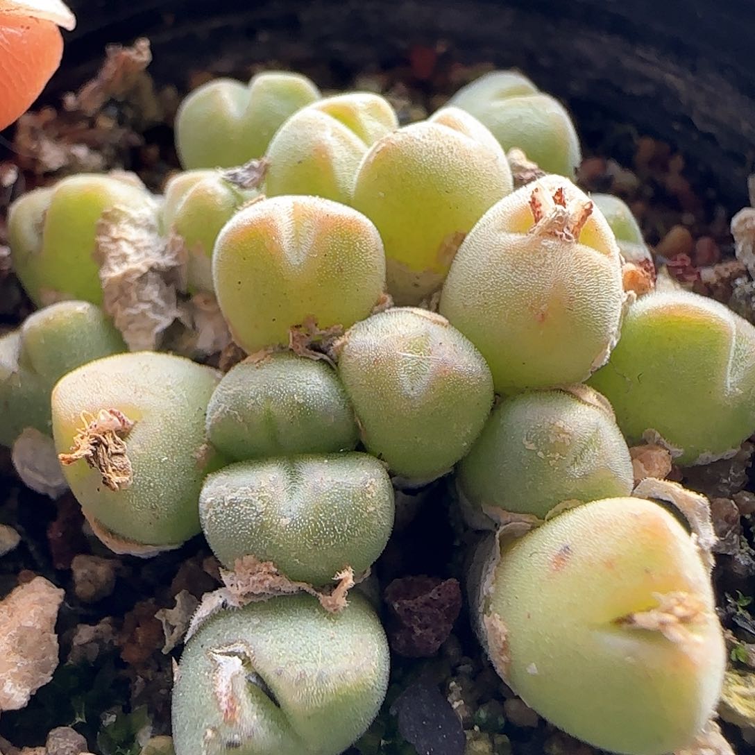 脱土发货哦25223