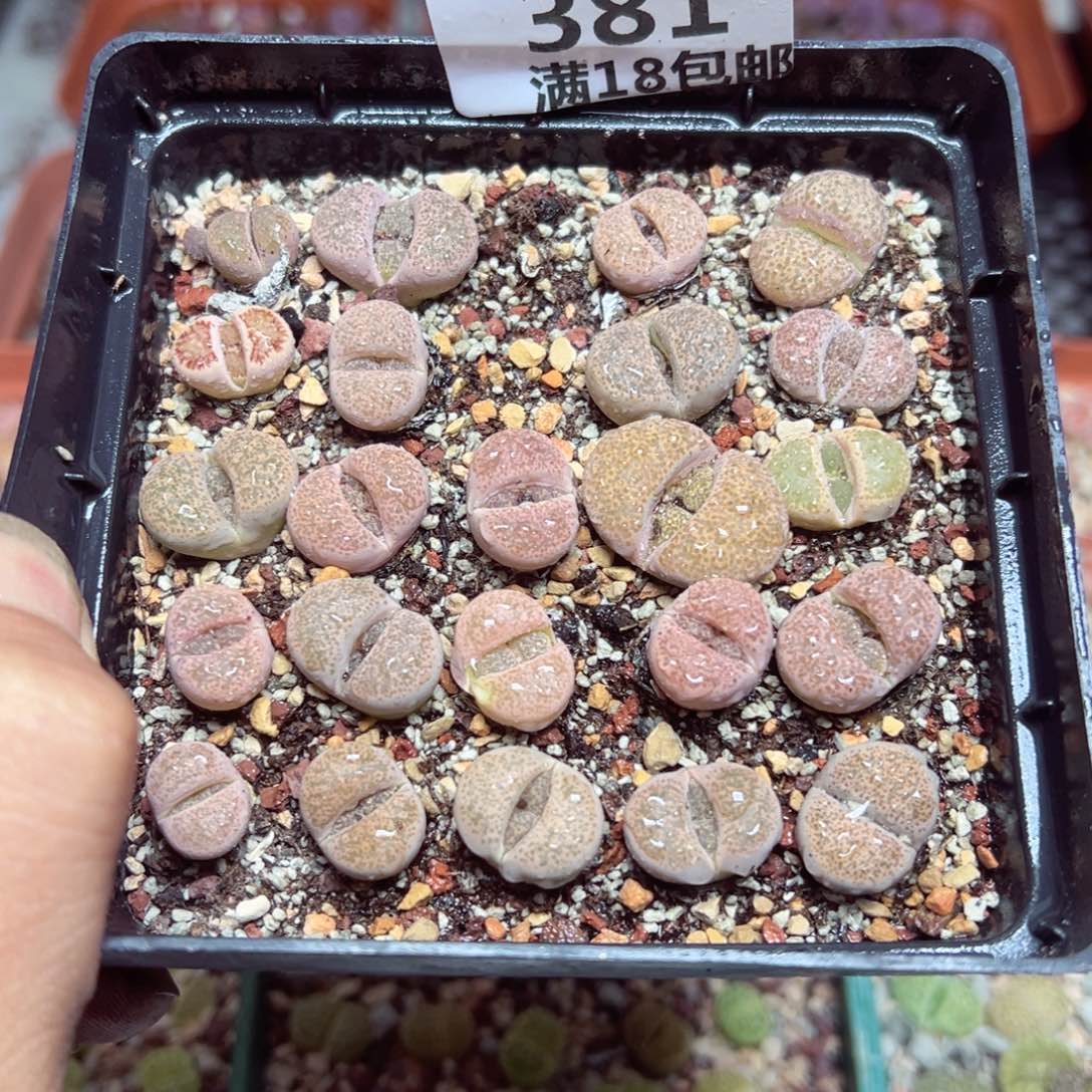 【闪购商品】 381。   