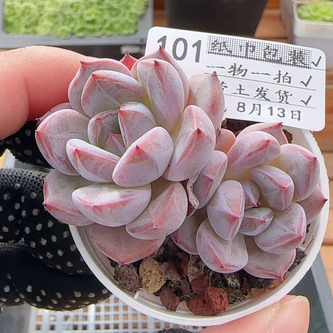 多肉0813-101暗纹系