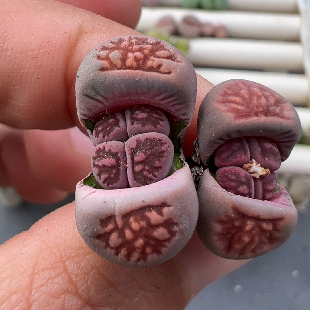 12.29好看的多肉脱土发货990