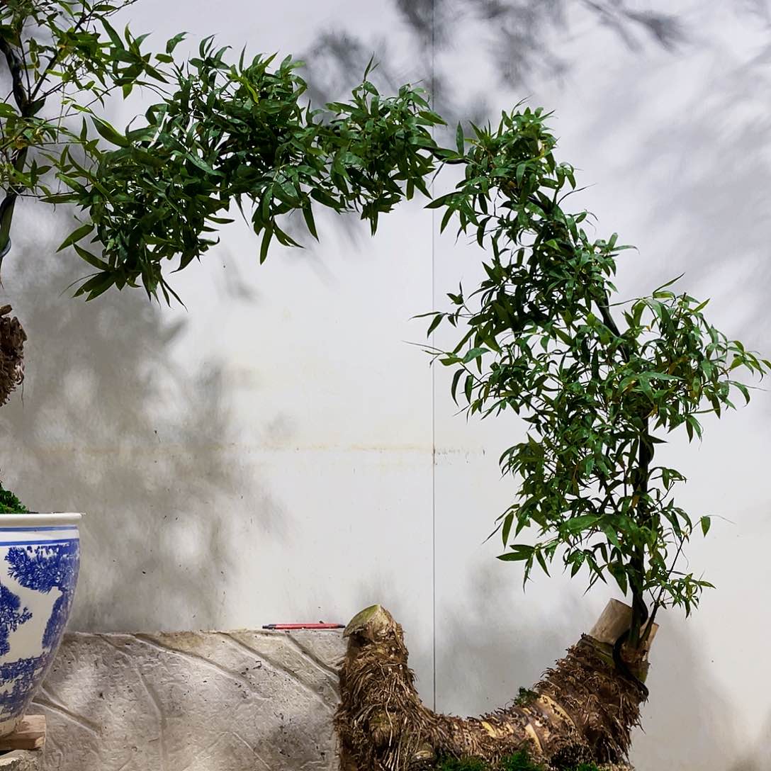 小叶簕竹熟桩陶瓷盆一物一拍