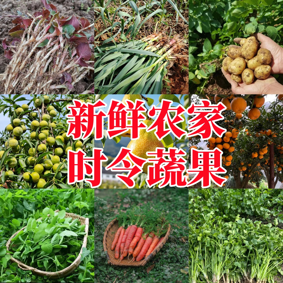 家乡季节性蔬菜美味佳肴的选择现摘现称现发（渝开外公家）
