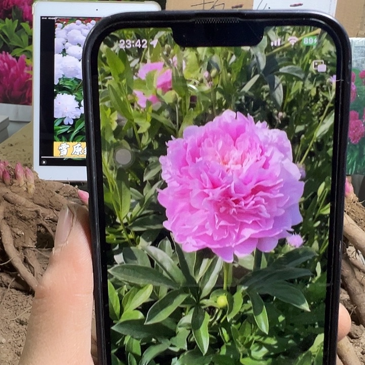 完全开放粉色餐盘