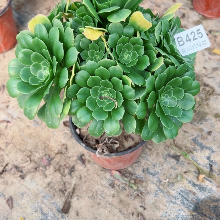 425绿羊绒多肉植物