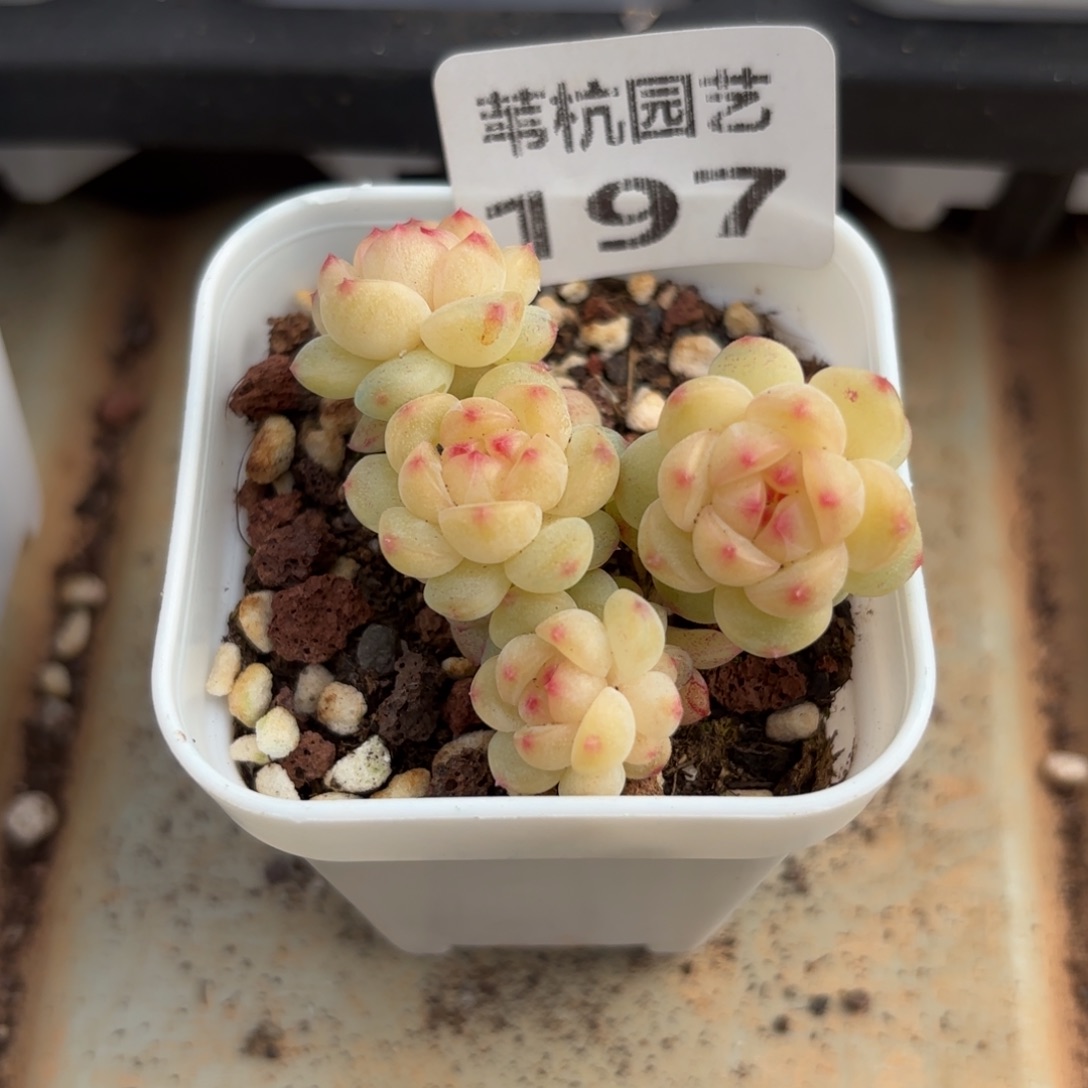 蛋***憨197款产品在全球销量排行榜中名列